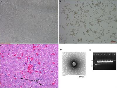 Canine Adenovirus 1 Isolation Bioinformatics Analysis of the Fiber